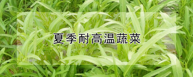 夏季耐高温蔬菜