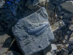 福州海关查获侏罗纪化石藏在快递里！快递不可以寄哪些东西？