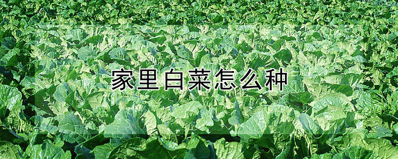 家里白菜怎么种