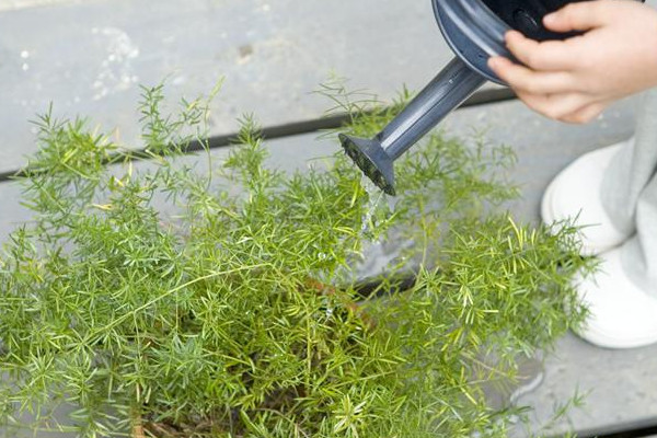 土培植物营养液怎么用