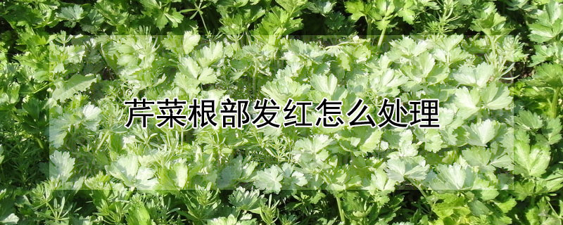 芹菜根部发红怎么处理