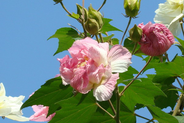 木芙蓉和扶桑花的区别