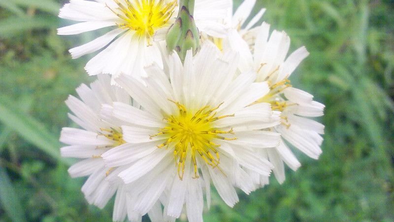 小雏菊怎么醒花