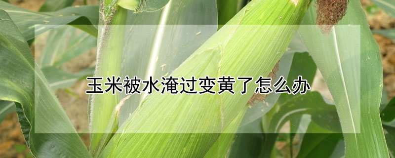 玉米被水淹过变黄了怎么办