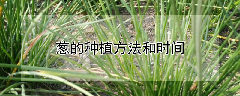 葱的种植方法和时间