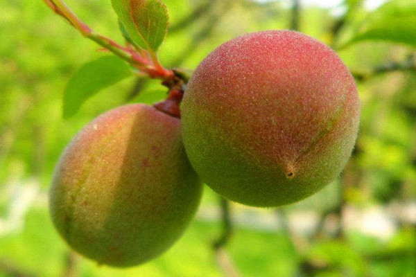 梅子什么时候成熟季节