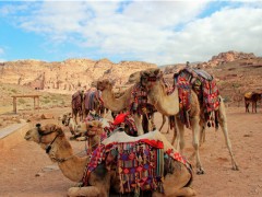 新疆1700多头骆驼集体做B超 对骆驼疾病情况早发现治疗