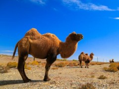 新疆1700多头骆驼集体做B超！为什么？骆驼的特点和作用有哪些？