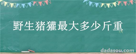 野生猪獾最大多少斤重