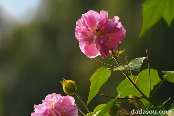 芙蓉花长斑是什么原因