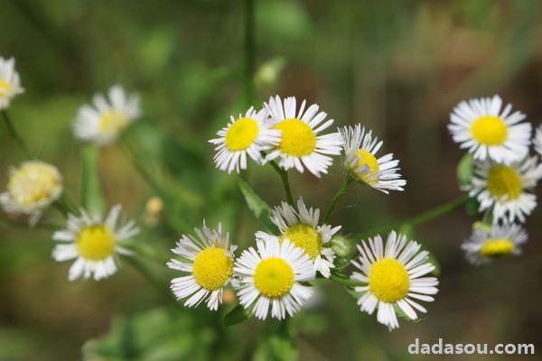 小雏菊怎么晾干花