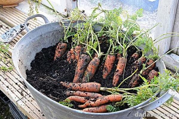 盆栽萝卜怎么种植