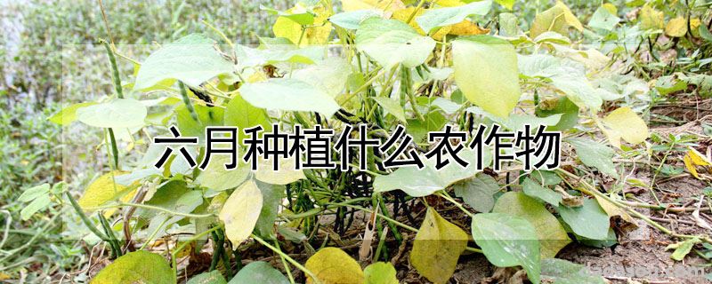 六月种植什么农作物