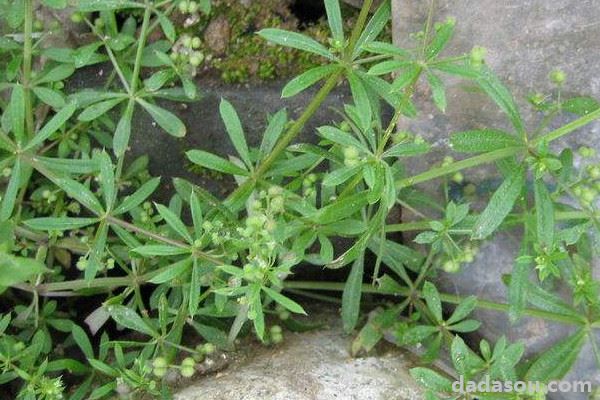 花盆里的草怎么处理