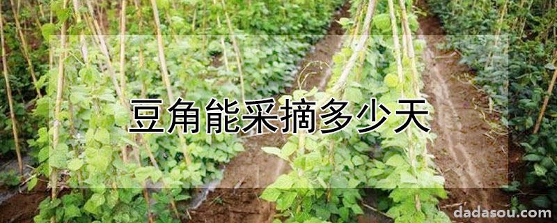 豆角能采摘几天？豆角能采摘多少天