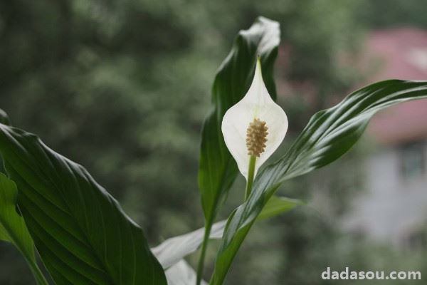 白鹤芋和马蹄莲的区别