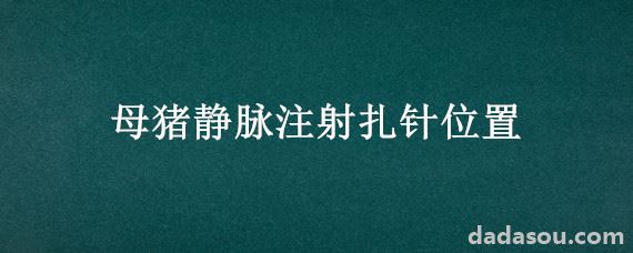 母猪静脉注射扎针位置