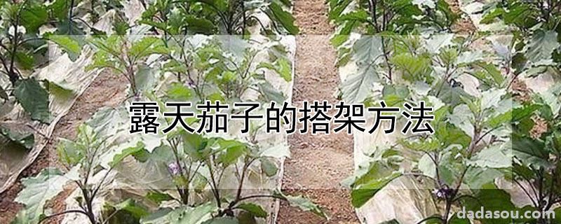 露天茄子的搭架方法