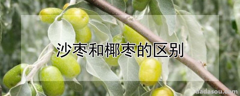 沙枣和椰枣的区别