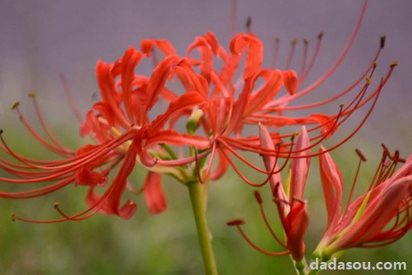 彼岸花叶子倒伏怎么办