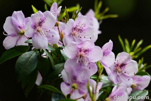 杜鹃花叶子有白斑点怎么办