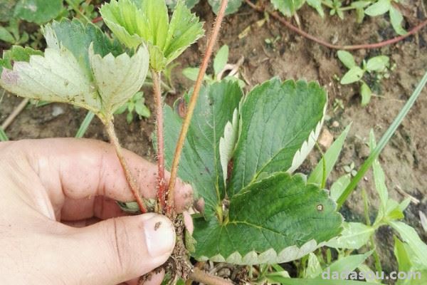 草莓苗怎么种植和浇水