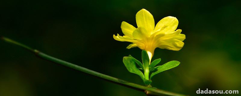 迎春花叶子发黑怎么回事