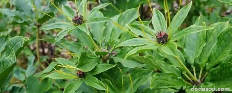 野生重楼多少一公斤,附种植技术