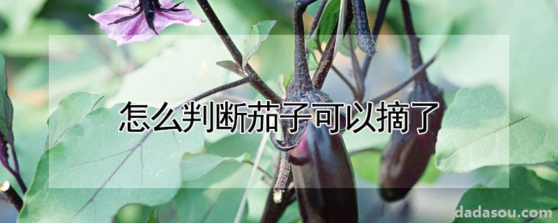 如何判断茄子能摘了（怎么判断茄子可以摘了）