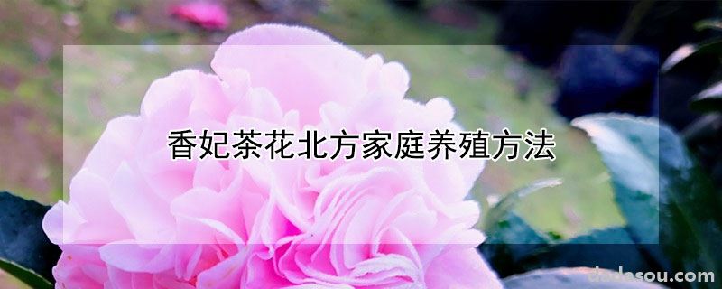 香妃茶花北方家庭养殖方法