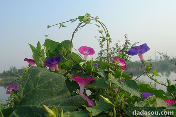 牵牛花是什么颜色的