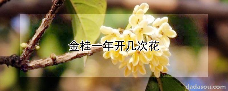 金桂一年开多少次花（金桂一年开几次花）