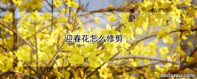 迎春花怎么修剪