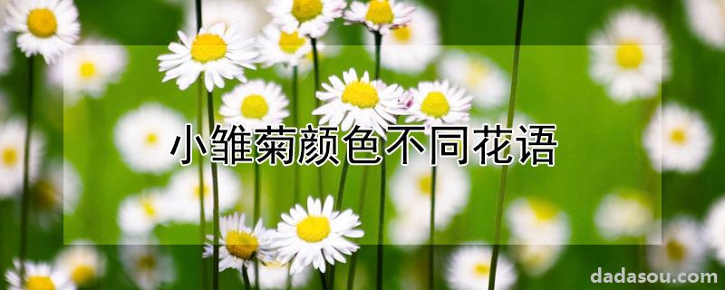 小雏菊有哪些不同花语（小雏菊颜色不同花语）