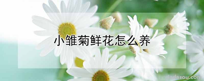 小雏菊鲜花如何养殖（小雏菊鲜花怎么养）