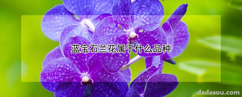 蓝宝石兰花是什么品种（蓝宝石兰花属于什么品种）