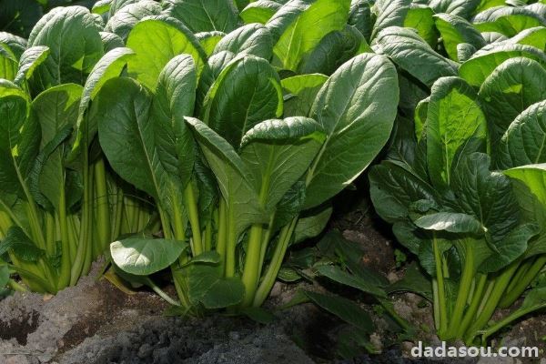 种菠菜几天浇一次水