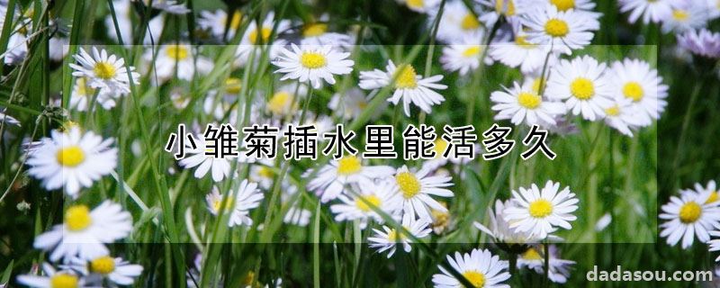 小雏菊插水里能活多久