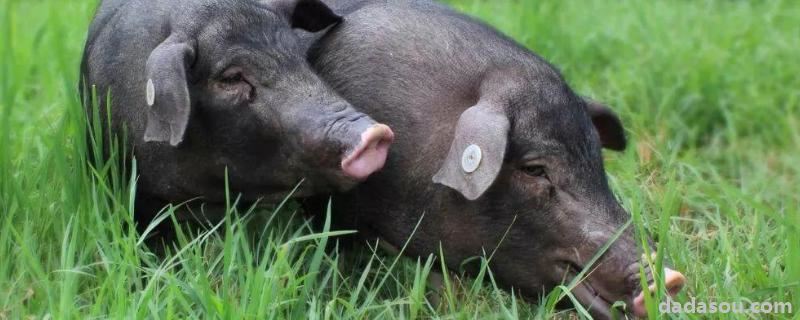 猪呕吐是什么原因用什么药，打什么针效果好
