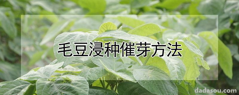 毛豆浸种催芽方法