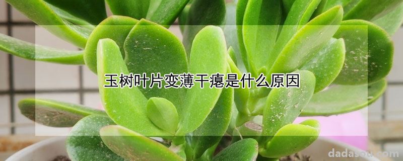 玉树叶片变薄干瘪是什么原因