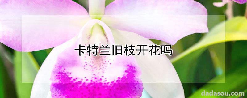 卡特兰旧枝能开花吗（卡特兰旧枝开花吗）