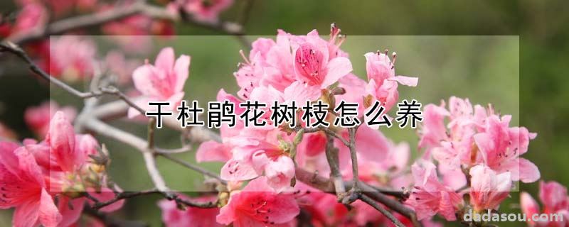 干杜鹃花树枝怎么养