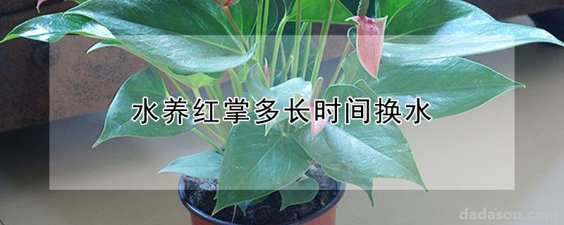 水养红掌多长时间换水