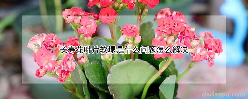 长寿花叶片软塌的处理方法（长寿花叶片软塌是什么问题怎么解决）