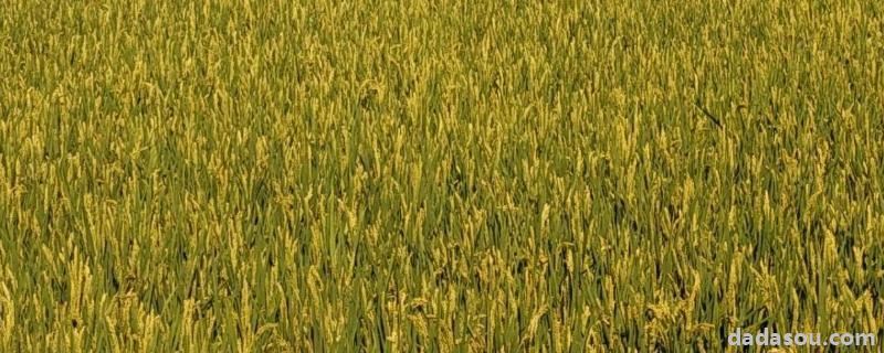 绥生九水稻品种