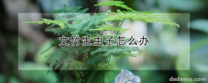 文竹生虫子怎么办