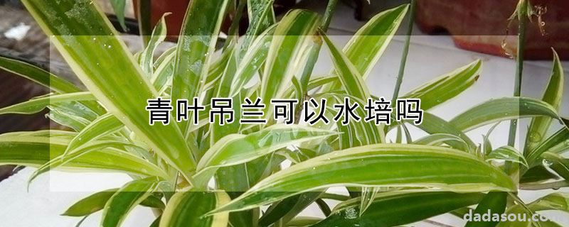 青叶吊兰可以水培吗