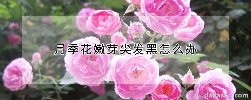 月季花嫩芽尖发黑怎么办