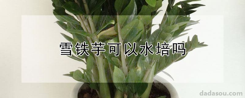 雪铁芋可以水培吗